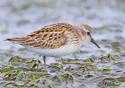 Calidris minutilla